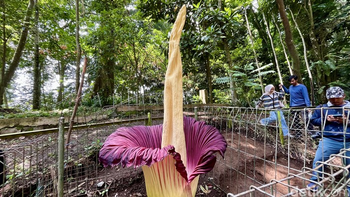 Bunga Bangkai yang mekar di Tahura Djuanda Bandung.