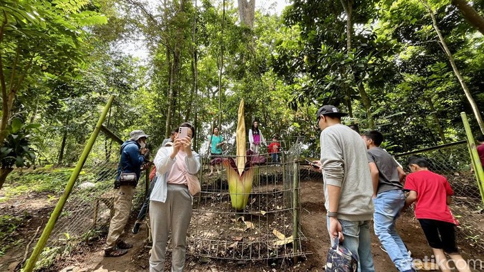 Bunga Bangkai yang mekar di Tahura Djuanda Bandung.