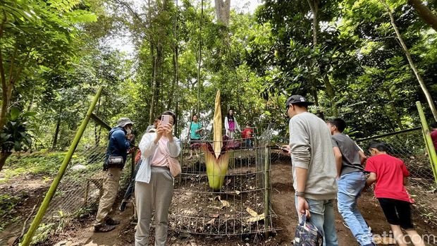 Bunga Bangkai yang mekar di Tahura Djuanda Bandung.