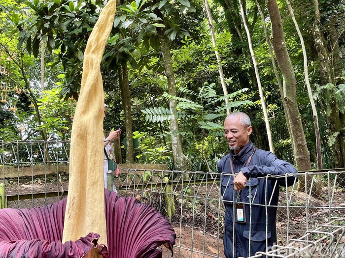 Dicky saat memperlihatkan bunga bangkai yang mekar di Tahura Bandung.
