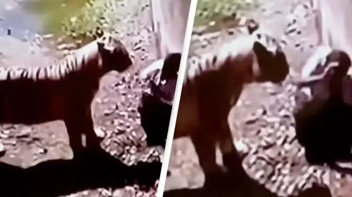Kisah Viral Pemuda Diserang Harimau