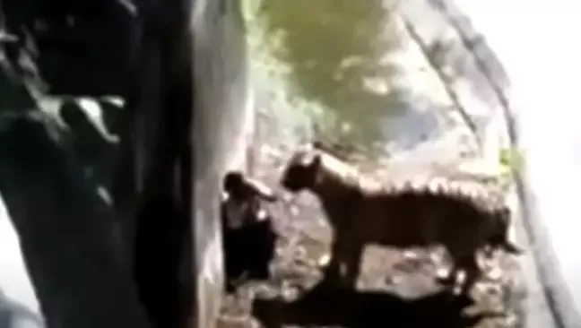 Kisah Viral Pemuda Diserang Harimau