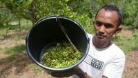Menurut petani, komoditas cengkih yang pernah berjaya dan menjadi komoditas unggulan di Aceh sekitar tahun 1980 itu, harganya di pasaran saat ini masih tergolong rendah. 