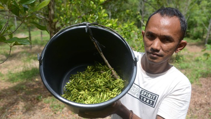 Melihat Panen Cengkih di Aceh Besar Petani menggunakan tangga bambu memetik buah cengkih (Syzygium aromaticum) saat panen perdana di perbukitan Desa Meunasah Beutong, kabupaten Aceh Besar, Aceh, Sabtu (27/1/2024). Menurut petani, komoditas cengkih yang pernah berjaya dan menjadi komoditas unggulan di Aceh sekitar tahun 1980 itu, harganya di pasaran saat ini masih tergolong rendah dan untuk cengkih kering kisaran Rp115.000 - Rp120.000 per kilogram , sedangkan cengkih basah kisaran Rp80.000 per kilogram. ANTARA FOTO/Ampelsa/foc.