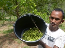Melihat Panen Cengkih di Aceh Besar