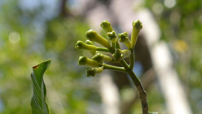 Melihat Panen Cengkih di Aceh Besar Petani menggunakan tangga bambu memetik buah cengkih (Syzygium aromaticum) saat panen perdana di perbukitan Desa Meunasah Beutong, kabupaten Aceh Besar, Aceh, Sabtu (27/1/2024). Menurut petani, komoditas cengkih yang pernah berjaya dan menjadi komoditas unggulan di Aceh sekitar tahun 1980 itu, harganya di pasaran saat ini masih tergolong rendah dan untuk cengkih kering kisaran Rp115.000 - Rp120.000 per kilogram , sedangkan cengkih basah kisaran Rp80.000 per kilogram. ANTARA FOTO/Ampelsa/foc.
