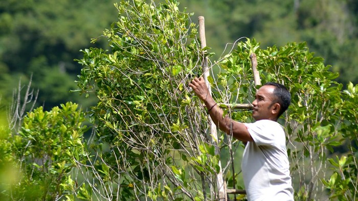 Petani menggunakan tangga bambu memetik buah cengkih (Syzygium aromaticum) saat panen perdana di perbukitan Desa Meunasah Beutong, kabupaten Aceh Besar, Aceh, Sabtu (27/1/2024). Menurut petani, komoditas cengkih yang pernah berjaya dan menjadi komoditas unggulan di Aceh sekitar tahun 1980 itu, harganya di pasaran saat ini masih tergolong rendah dan untuk cengkih kering kisaran Rp115.000 - Rp120.000 per kilogram , sedangkan cengkih basah kisaran Rp80.000 per kilogram. ANTARA FOTO/Ampelsa/foc.