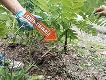 Geger, Warga TTU Temukan Potongan Kepala Bayi di Belakang Rumah