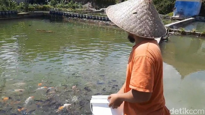 Cuan dari budi daya ikan.