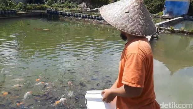 Cuan dari budi daya ikan.
