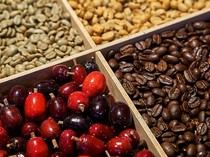 Ini 5 Keistimewaan Kopi Toraja yang Mendunia Karena Unik Rasanya