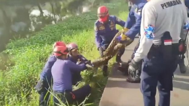 Momen Damkar Makassar evakuasi ular sanca berukuran 5 meter.