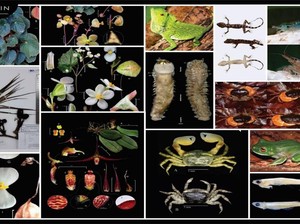 49 Taksa Baru pada Flora & Fauna Ditemukan BRIN Selama 2023, Terbanyak di Provinsi Ini