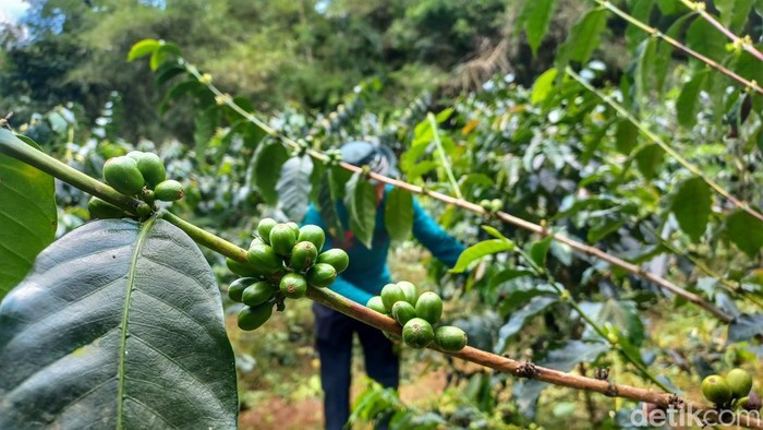 Petani kopi di Kabupaten Bandung