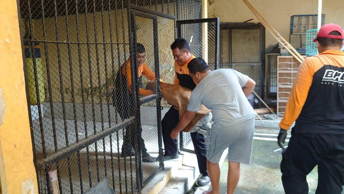 Petugas BPBD Kota Surabaya Evakuasi Buaya Muara Peliharaan Warga Petugas BPBD Kota Surabaya evakuasi Buaya Muara sepanjang 2 meter yang dipelihara warga di Jalan Lawang Seketeng, Minggu (28/1/2024)