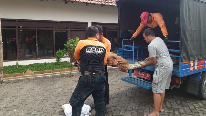 Petugas BPBD Kota Surabaya Evakuasi Buaya Muara Peliharaan Warga Petugas BPBD Kota Surabaya evakuasi Buaya Muara sepanjang 2 meter yang dipelihara warga di Jalan Lawang Seketeng, Minggu (28/1/2024)