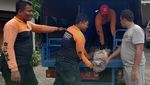 Melihat Petugas BPBD Surabaya Evakuasi Buaya yang Lepas ke Permukiman
