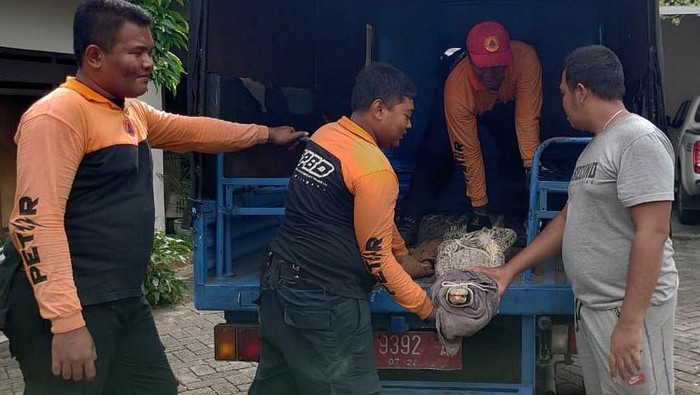 Petugas BPBD Kota Surabaya Evakuasi Buaya Muara Peliharaan Warga Petugas BPBD Kota Surabaya evakuasi Buaya Muara sepanjang 2 meter yang dipelihara warga di Jalan Lawang Seketeng, Minggu (28/1/2024)
