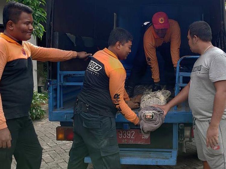 Melihat Petugas BPBD Surabaya Evakuasi Buaya yang Lepas ke Permukiman