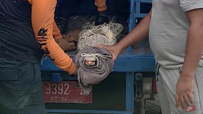 Petugas BPBD Kota Surabaya Evakuasi Buaya Muara Peliharaan Warga Petugas BPBD Kota Surabaya evakuasi Buaya Muara sepanjang 2 meter yang dipelihara warga di Jalan Lawang Seketeng, Minggu (28/1/2024)