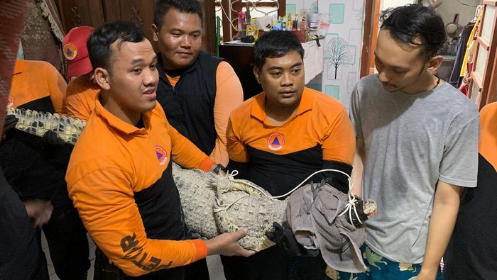 Petugas BPBD Kota Surabaya evakuasi Buaya Muara sepanjang 2 meter yang dipelihara warga di Jalan Lawang Seketeng, Minggu (28/1/2024)