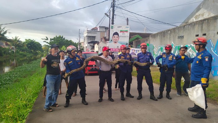 Petugas Pemadam Kebakaran (Damkar) Makassar, Sulawesi Selatan (Sulsel) mengevakuasi ular sanca.