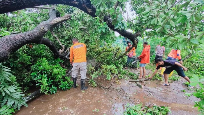 Petugas mengevakuasi pohon tumbang akibat cuaca buruk di Kudus, Minggu (28/1/2024).
