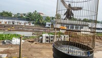 Dirjen Perkeretaapian Kemenhub mencatat progres pembangunan gedung untuk peningkatan Stasiun Rangkasbitung hingga Januari 2024 mencapai 10 persen dengan tetap mempertahankan bangunan lama stasiun dan ditargetkan dapat beroperasi pada Agustus mendatang.