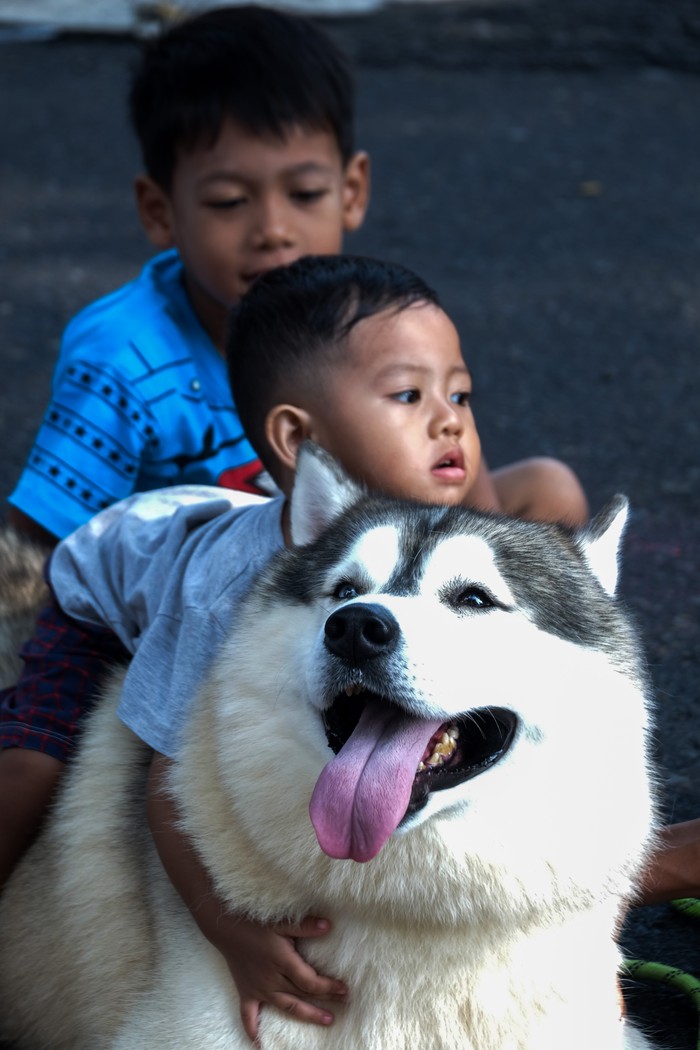 Rencana aturan konsumsi daging anjing di Solo Warga pecinta anjing membawa hewan kesayangannya saat kegiatan Hari Bebas Kendaraan Bermotor atau Car Free Day (CFD) di Solo, Jawa Tengah, Minggu (28/1/2024). Pemerintah Kota (Pemkot) Solo berencana menerbitkan surat edaran (SE) terkait penjualan dan konsumsi daging anjing yang hingga saat ini masih marak terjadi di sejumlah lokasi di Solo. ANTARAFOTO/Maulana Surya/aww.