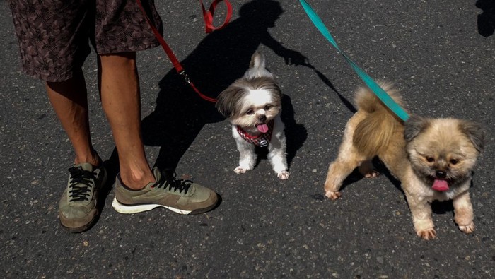 Warga pecinta anjing membawa hewan kesayangannya saat kegiatan Hari Bebas Kendaraan Bermotor atau Car Free Day (CFD) di Solo, Jawa Tengah, Minggu (28/1/2024). Pemerintah Kota (Pemkot) Solo berencana menerbitkan surat edaran (SE) terkait penjualan dan konsumsi daging anjing yang hingga saat ini masih marak terjadi di sejumlah lokasi di Solo. ANTARAFOTO/Maulana Surya/aww.