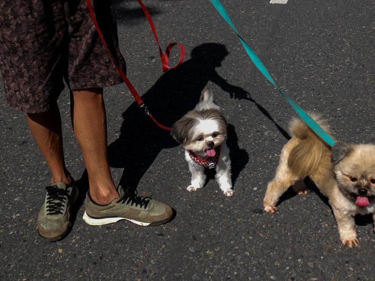 Pemkot Solo Bakal Terbitkan Surat Edaran Konsumsi Daging