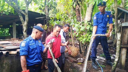 Petugas Damkartan Karangasem menangkap ular piton yang memakan ayam warga, Minggu (28/1/2024).