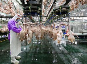 Intip Canggihnya Pabrik Pengolahan Daging Bebek di China
