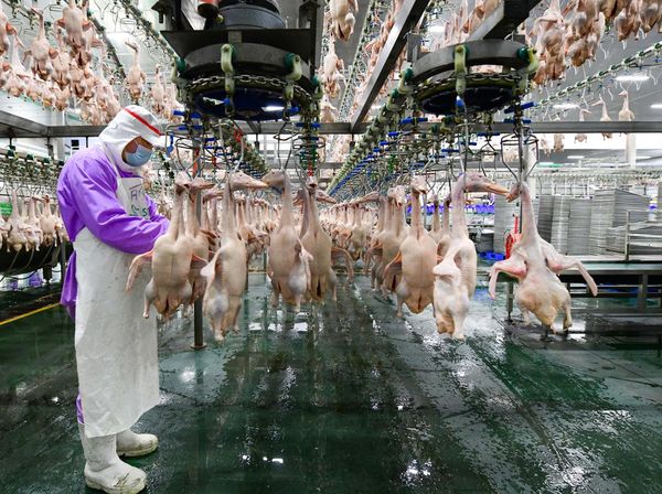 Intip Canggihnya Pabrik Pengolahan Daging Bebek di China