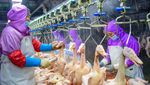 Intip Canggihnya Pabrik Pengolahan Daging Bebek di China