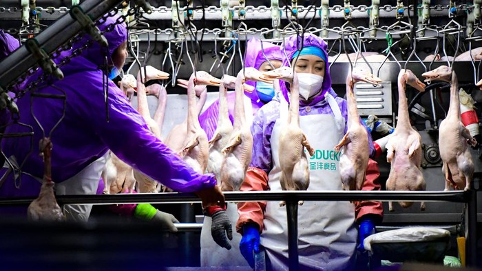 1966364389 CHIFENG, CHINA - JANUARY 26: Employees work at a duck processing factory on January 26, 2024 in Chifeng, Inner Mongolia Autonomous Region of China. (Photo by Wang Zheng/VCG via Getty Images)