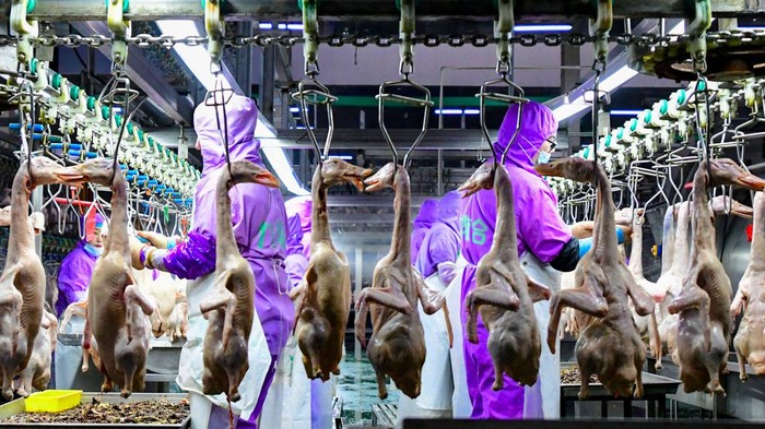 CHIFENG, CHINA - JANUARY 26: Employees work at a duck processing factory on January 26, 2024 in Chifeng, Inner Mongolia Autonomous Region of China. (Photo by Wang Zheng/VCG via Getty Images)