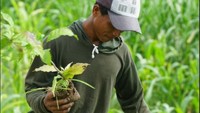 Penanaman pohon di Desa Boto turut melibatkan warga setempat guna meningkatkan kesadaran akan pentingnya menjaga lingkungan hidup. 