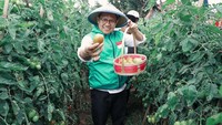 Beberapa waktu lalu, Cak Imin juga berkesempatan mengunjungi sebuah perkebunan di Garut. Ia tampak bersemangat ketika memanen tomat. Foto: Instagram @cakiminow