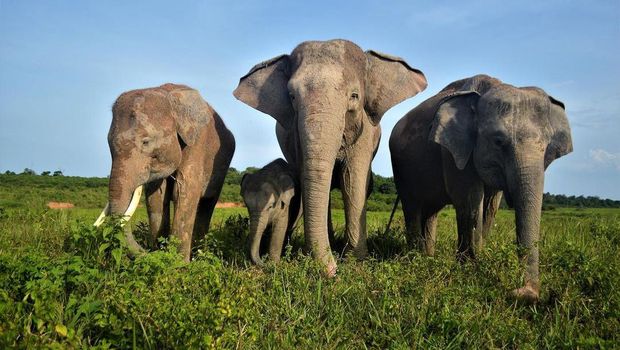Gajah Sumatera di Taman Nasional Way Kambas.