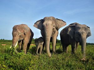 Konflik Manusia dan Gajah, Taman Nasional Way Kambas Ditutup Sementara