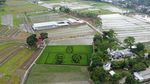 Keren, Ada Lukisan Wajah Ganjar-Mahfud di Sawah!