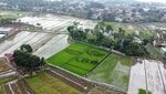 Keren, Ada Lukisan Wajah Ganjar-Mahfud di Sawah!