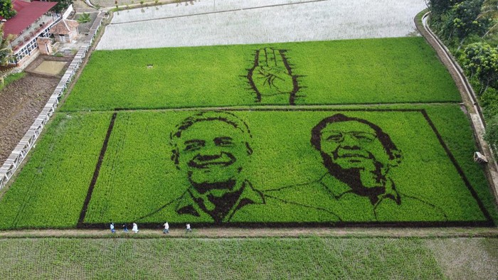 Foto udara petakan sawah bergambar wajah calon presiden dan calon wakil presiden nomor urut 3 Ganjar Pranowo dan Mahfud MD di Desa Sidorejo, Ungaran, Kabupaten Semarang, Jawa Tengah, Senin (29/1/2024). Lukisan bergambar pasangan capres dan cawapres nomor urut 3 serta pose tiga jari di sawah seluas 4.000 meter itu dibuat oleh seniman Sidik Gunawan, Komunitas Pari Coret dan dibantu para petani setempat sebagai bentuk kecintaan sekaligus dukungan mereka kepada Ganjar-Mahfud terpilih menjadi presiden dan wakil presiden pada Pemilu 2024. ANTARA FOTO/Makna Zaezar/Spt.