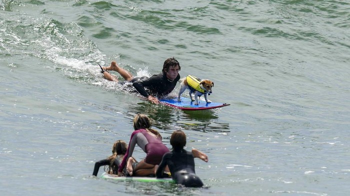 Menyapa Efruz, Seekor Anjing yang Suka Berselancar Mauro Canella and his dog Efruz ride surf in San Bartolo, Peru, Thursday, Jan. 25, 2024. (AP Photo/Martin Mejia)