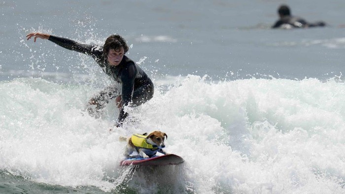 Menyapa Efruz, Seekor Anjing yang Suka Berselancar Mauro Canella and his dog Efruz ride surf in San Bartolo, Peru, Thursday, Jan. 25, 2024. (AP Photo/Martin Mejia)