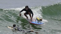 Canella mengatakan mereka mulai berselancar bersama sekitar setahun yang lalu. Dan mereka bukan satu-satunya duo anjing-manusia yang berselancar di ombak San Baartolo. Selusin atau lebih dapat dilihat selama akhir pekan.