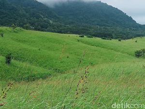 Betah Berlama-lama di Padang Savana Kurubaung yang Menawan