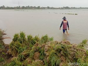 Petani Indramayu Mengeluh, Biaya Tanam Membengkak gegara Banjir