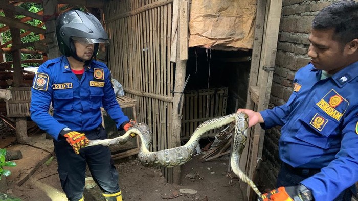 Petugas saat evakuasi ular sanca yang masuk ke kandang ayam warga Pedukuhan Semampir, Kalurahan Argorejo, Kapanewon Sedayu, Kabupaten Bantul, Senin (29/1/2024).